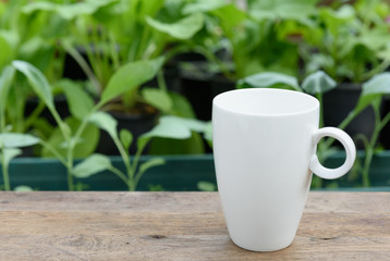 White coffee cup on wood plank in vegetable farm garden