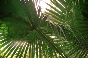 Fototapeta na wymiar Leaf livistona chinensis is a species of subtropical palm tree from below