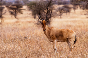 Antelope drom Tanzania Serengeti Africa