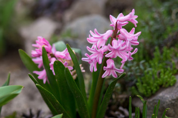 bush of small pink flowers