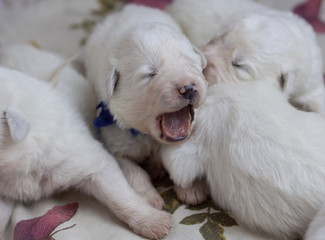 White blind newborn baby puppy yawns opened its mouth