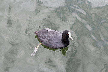 Eurasian coot (Fulica atra) or common coot swimming on the water in cold day