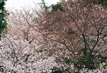 Cherry blossom in full bloom