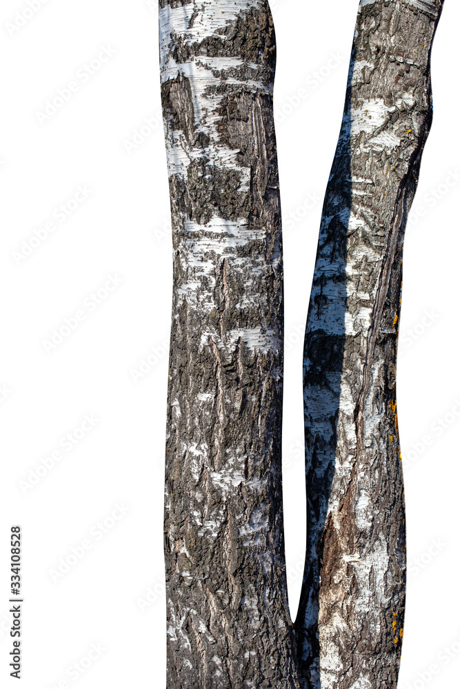 Poster birch tree trunk isolated on white background