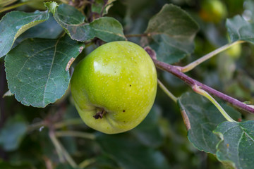 Harvest in the village. Green apple on a tree among leaves. Close up. Material for a site about a village, gardening, fruit trees, fruits.