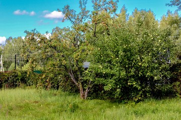Fototapeta na wymiar Harvest in the village. Apple tree and pear covered with fruits in the garden. Material for the site about the village, gardening, fruit trees.