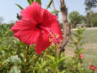 Fototapeta premium hibiscus flower in garden