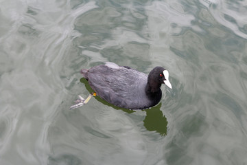 Eurasian coot (Fulica atra) or common coot swimming on the water in cold day