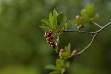 Harvest in the village.Healing black chokeberry ( Aronia melanocarpa) . Close up. Material for the site about the village, gardening, berries, summer.