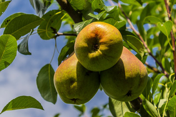 Harvest in the village. Three pears on a branch.  Close up. Material for the site about the village, gardening, fruit, summer.
