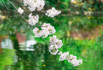 Cherry blossom in full bloom