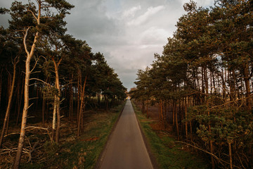 Fototapeta premium lane through woods