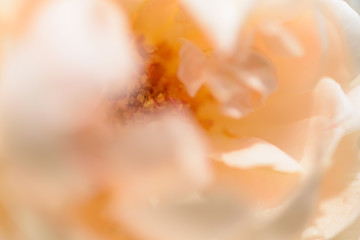 Beautiful close up softness yellow rose petal background