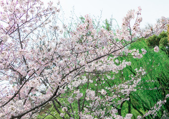 Cherry blossom in full bloom