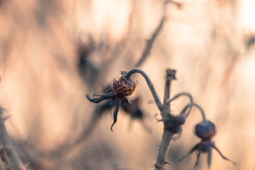 An old withered brown rosehip branch with berries and sharp thorns.