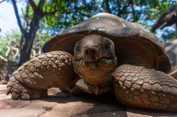 Tortoise fron Serengeti Tanzania Africa