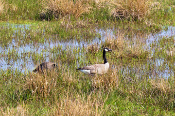 Two Canada geese making their way through the marshland near Mechelen