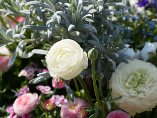 (Ranunculus asiaticus) Renoncule des fleuristes ou renoncule asiatique, magnifique fleur de bouquet aux nombreuses pétales en coupe de couleurs blanche 'Aviv'
