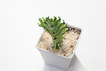 Selective focus beautiful cactus with sharp thorn in the pot with nature blurry background