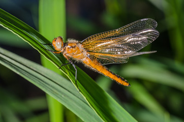 Dragonfly sits on a branch with leaves/dragonfly sits on green grass. Wild nature