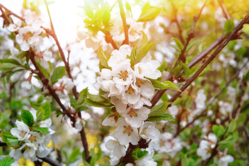 Apple tree is blooming with white fragility petals. Spring background of nature, closeup. Blooming green garden in springtime.