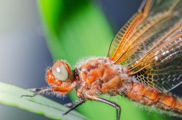 dragonfly landed on a blade of grass/dragonfly on a blurred background sitting on a grass