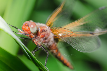 dragonfly landed on a blade of grass/dragonfly on a blurred background sitting on a grass