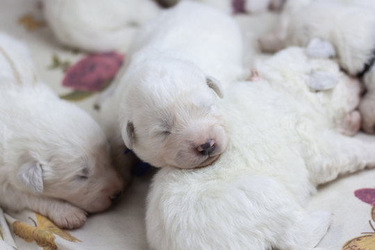 White blind newborn baby puppy sleeping next to other puppies