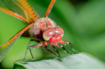 dragonfly landed on a blade of grass/dragonfly on a blurred background sitting on a grass