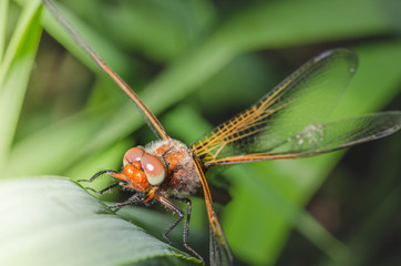 dragonfly landed on a blade of grass/dragonfly on a blurred background sitting on a grass