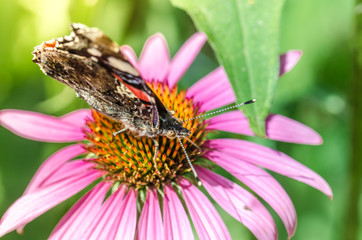butterfly sit on a beautiful pink flower echinacea/beautiful bright motley butterfly sits on an unusual flower echinacea in a summer park