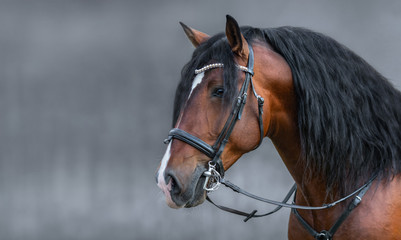 Portrait of Andalusian bay horse with long mane in bridle.