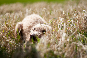 Fototapeta premium Spanish Water Dog