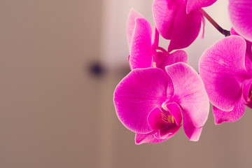 Beautiful purple  Orchid flowers on a branch hanging in the air