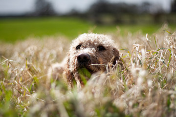 Spanish Water Dog