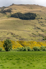 blossoming broom shrubs on green slope in hilly landscape, near Nokomal, Southland, New Zealand