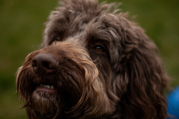 labradoodle