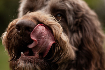 labradoodle