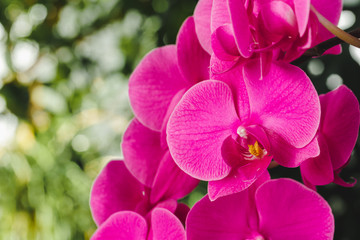 Close up of beautiful bright pink orchid flowers