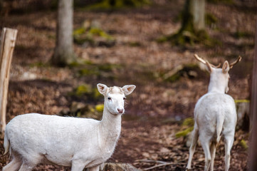 Natural scene of rare white albino deer.