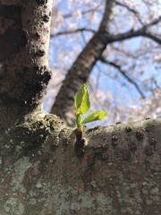 桜