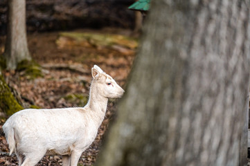 Natural scene of rare white albino deer.
