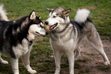 2 Alaskan Malamutes