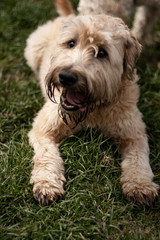 Wheaten terrier