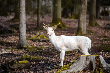 Fototapeta premium Natural scene of rare white albino deer.