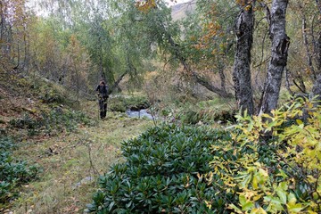 Colorful autumn forest with shrub birch (Betula humilis) in the mountains of Greater Caucasus, Svaneti, Georgia. During trekking around Khalde glacier.