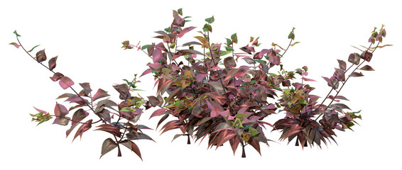 3D Rendering Persicaria Plant on White