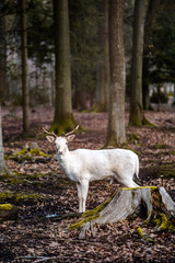 Naklejka premium Natural scene of rare white albino deer.
