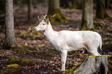 Natural scene of rare white albino deer.