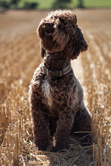 labradoodle